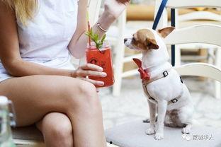 娱乐吃瓜酱狗餐馆,一场跨界美食盛宴